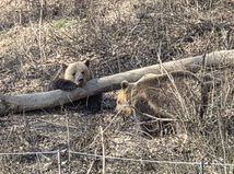 Medvede Zoo Kosice  1 