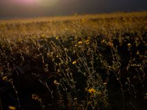 Údolie smrti, Death Valley, kvitnutie