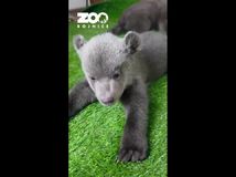 medveď medvieďa medvedica