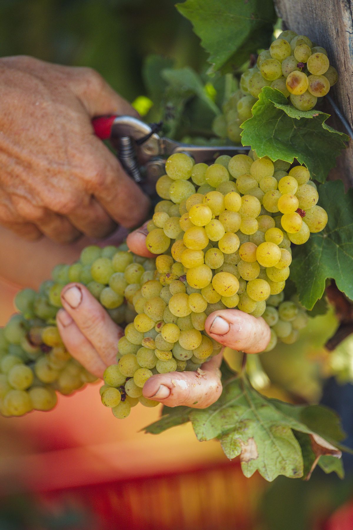 Víno sa rodí v potu tváre vo vinohrade.