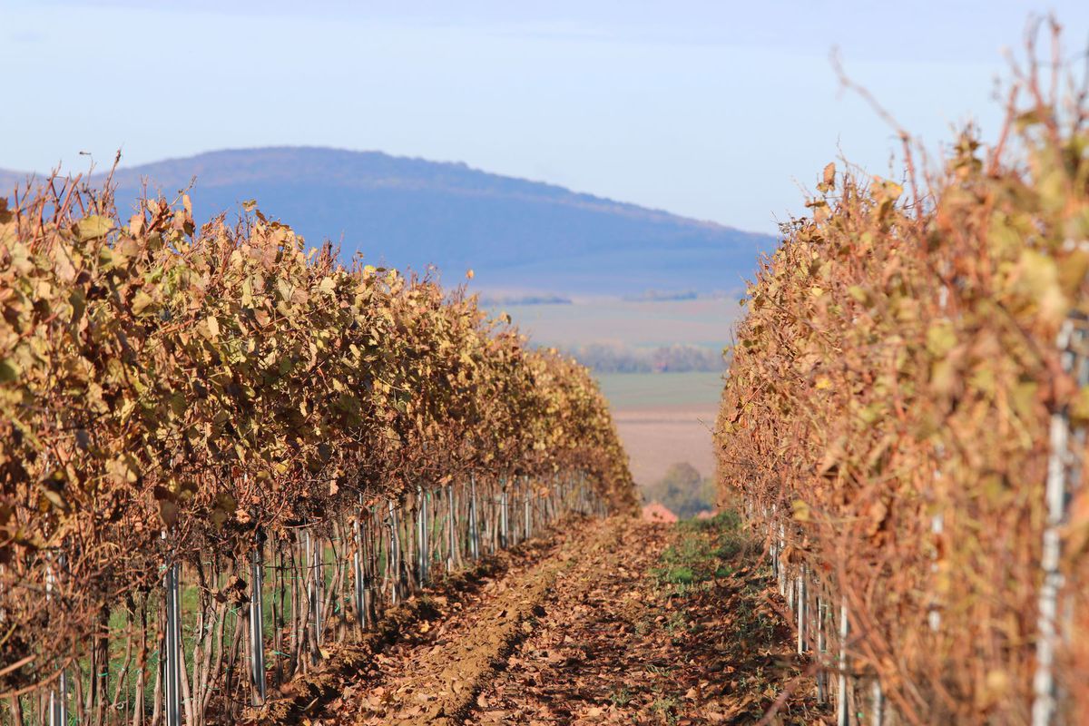 Vinohrady dotvárajú panorámu krajiny.