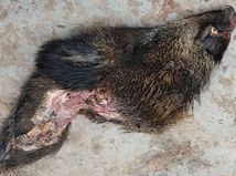 komrskova diviak hlava