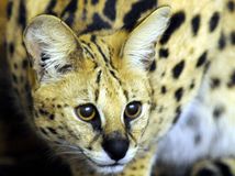 serval