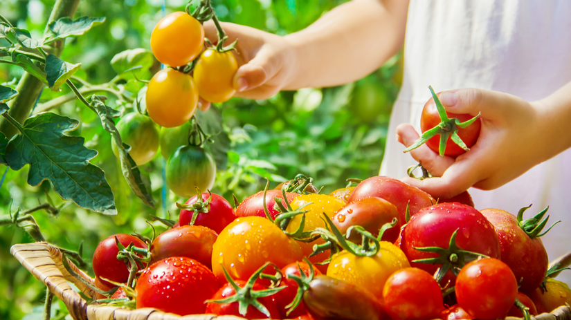 Cherry rajčiny patria k najsladším: tieto odrody stoja za pestovanie v ...