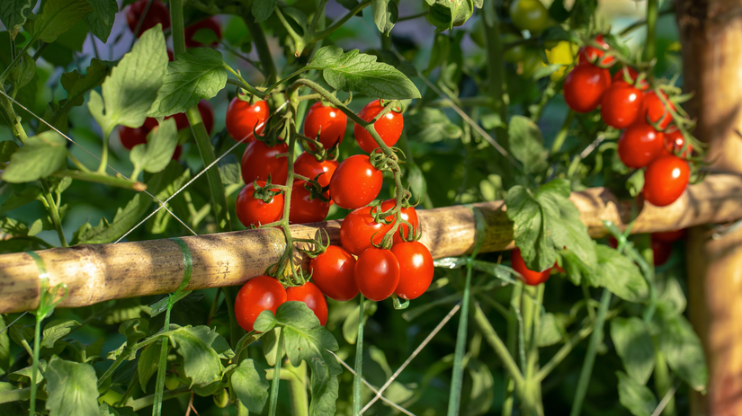 Cherry rajčiny patria k najsladším: tieto odrody stoja za pestovanie v ...