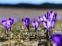 Dobšinská Maša / Šafran /