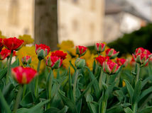 Kvety Mesto Kosice  2 