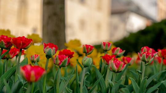 Košičania chcú pomôcť, no robia škody: mesto varuje pred neodborným orezávaním zelene