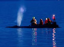 Whale / Rescue / Veľryba / Vráskavec /