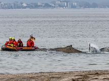 Whale / Rescue / Veľryba / Vráskavec /