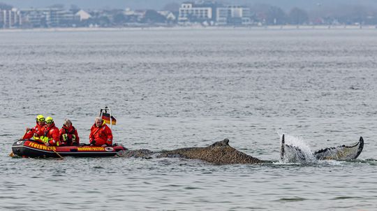 Vráskavec, ktorý znova uviazol pri nemeckom pobreží Baltu, je opäť slobodný