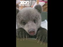 medveď medvieďa bojnice