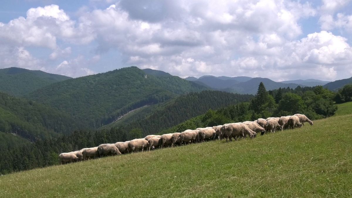 Ovce na pasienkoch. Mlieko a mliečne výrobky...