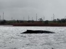 Veľryba Timmy, Reuters, NEPOUZIVAT