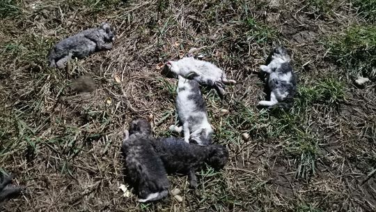 Ohavný čin, polícia žiada o pomoc. Preveruje prípad usmrtenia deviatich mačiatok