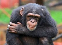 Chimpanzee / Šimpanz /