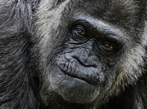 Germany Oldest Gorilla