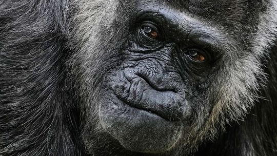 Nemá zuby, trápi ju artróza, no stále sa hýbe. Gorila Fatou oslavuje neuveriteľné narodeniny