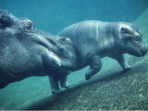 Hippo / Pablo Escobar /