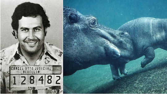 Escobarove hrochy v Kolumbii: Populácia dosiahla neúnosnú veľkosť, vláda prijíma radikálne opatrenia