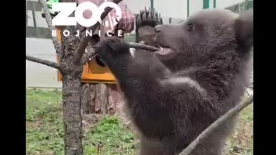 VIDEO: Bác na zadok. Rozkošné medvieďatká objavujú svet. Z týchto záberov sa roztopíte