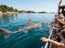 Osemmetrový žralok sa pri pobreží...