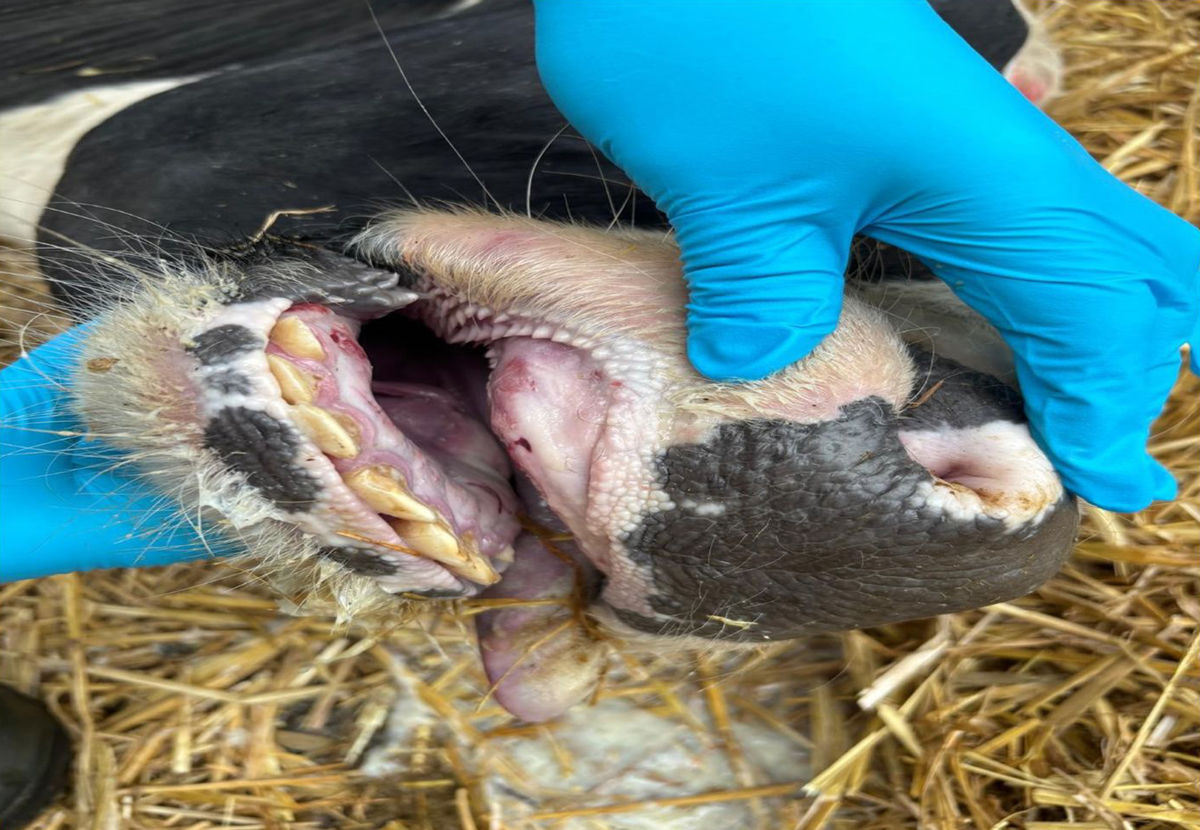 Veterinárni lekári skontrolovali tisícky kráv.