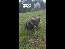 medveď medvieďa Bojnice