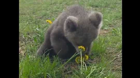 Osirelé medvedie slečny z bojnickej zoo už majú mená. Ako ste hlasovali vy?
