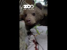 medvieďa medveď bojnice