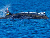 veľryba timmy keporkak