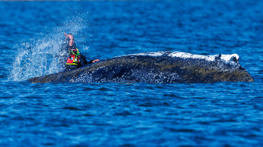 Timmy sa nevzdáva a ďalej bojuje o život. Veľryba uviazla na plytčine už po tretíkrát, záchranári ho v zúfalej snahe kropia vodou