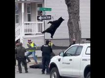 medveď záchrana new york