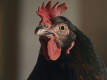 Horor z kurníka: Sliepka v zákrutách života...