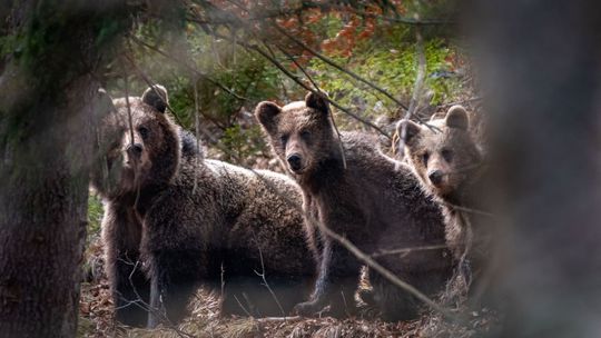 Päť medveďov pri obci, ďalšie desiatky v okolí. Ľudia sa boja ísť do lesa aj na záhradu