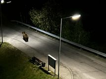 Neuveriteľné. Medveď sa prechádzal priamo medzi bytovkami. Ochranári evidujú už 260 hlásení