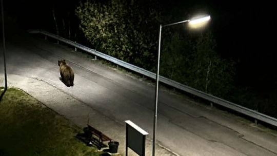 Neuveriteľné. Medveď sa prechádzal priamo medzi bytovkami