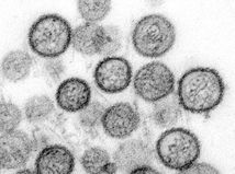 Hatavirus