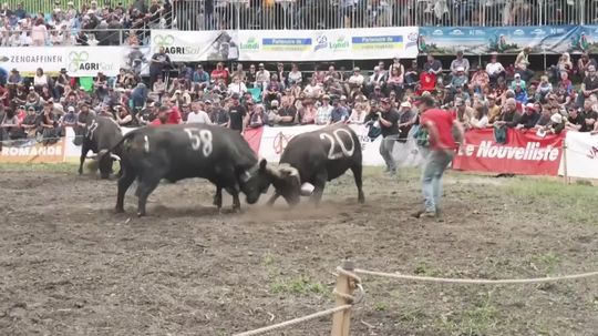 VIDEO: Aj Švajčiari posielajú dobytok do arény. Namiesto býkov súperia kravy, ktorá z nich bude kráľovná kráľovien