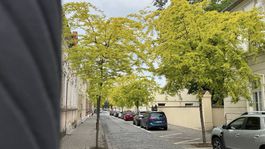 Limetková alej je pýchou mesta na strednom Slovensku. Patrí k jeho najmalebnejším zákutiam