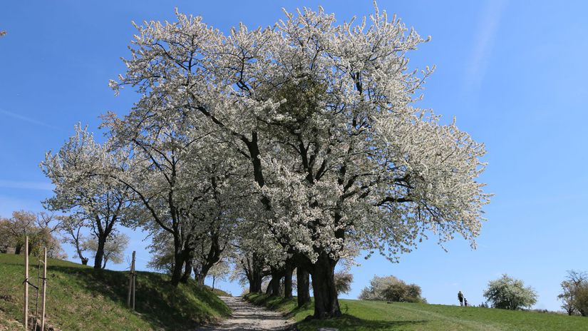 Brdárka, čerešňa, strom