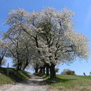 Brdárka, čerešňa, strom