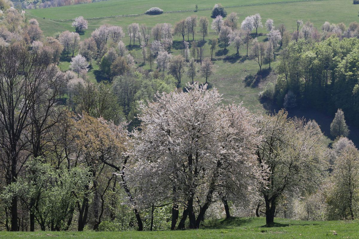Nádherne rozkvitnuté čerešne v údolí Brdárky.