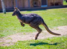 Kangaroo / Klokan /
