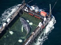 Whale / Timmy / Rescue /