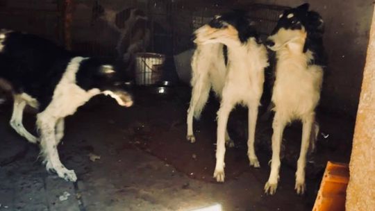 Hrôza za zamknutou bránkou: Veterinári zhabali žene 40 psov, inšpektorov napla aj opľula