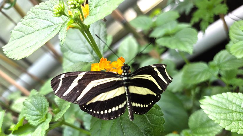 Botanická záhrada UPJŠ ponúka pestrú zmes...