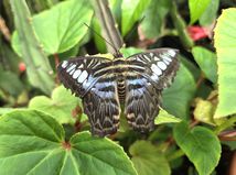 Motyle botanicka zahrada Kosice  3 