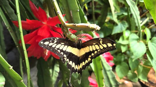 Botanická záhrada UPJŠ ponúka pestrú zmes...