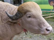 Byvol / Buffalo / Donald Trump /